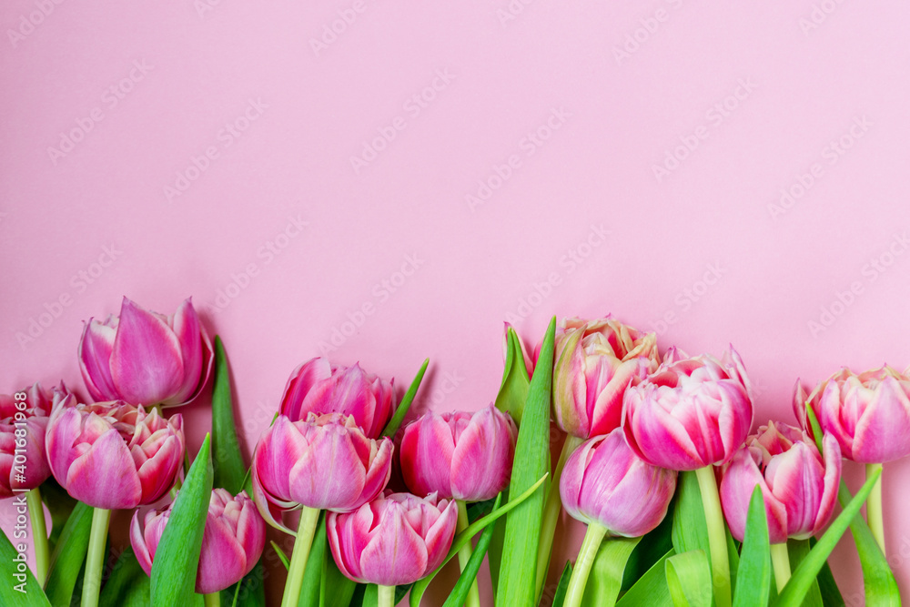 Pink tulips on a pink background. Flat lay, top view. Valentine background. Spring mood. Horizontal, copy space.