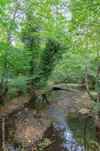 Small river in the wood