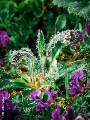 Dew drops on the grass and flowers