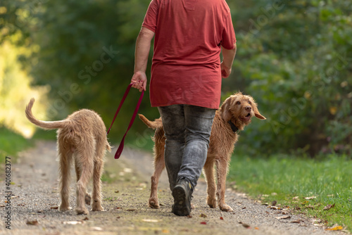 Young and old Magyar Vizsla. female dog handler is walking with her two odedient dog on the road in a forest