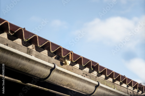 Wallpaper Mural squirrel peeking from under the roof tiles with glass fiber insulation in mouth Torontodigital.ca