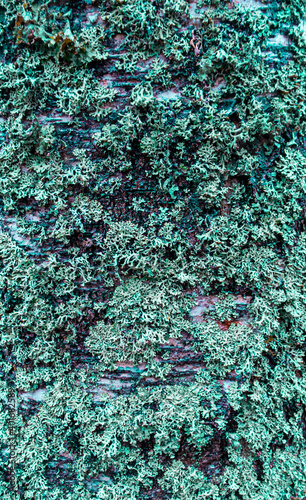 Texture of turquoise moss on wood.