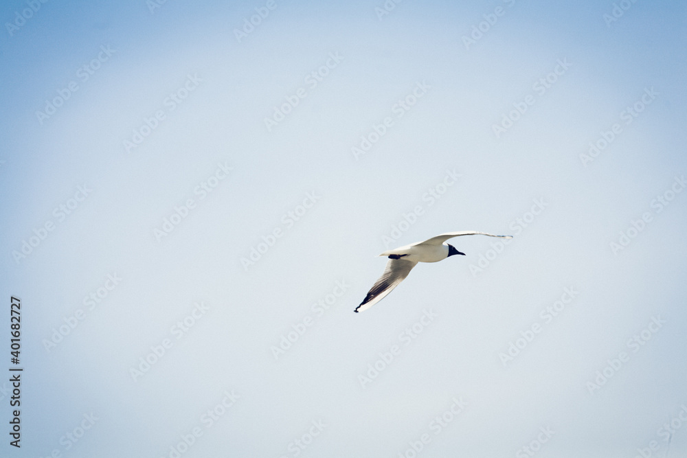 Seagull with black head in mid-flight with a blue sky background. Seagull with black head in mid-flight with a blue sky background.