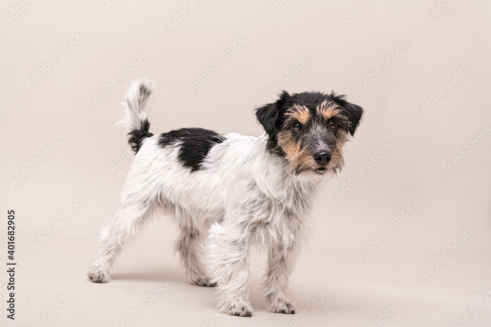 Jack Russell Terrier dog is standing and isolated on white