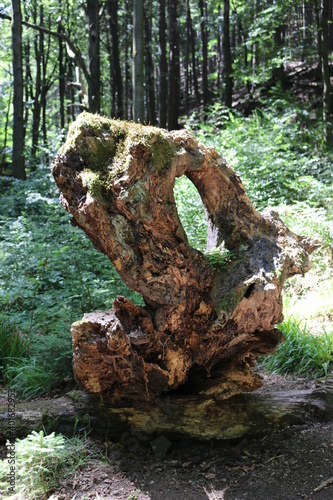 tree in the forest