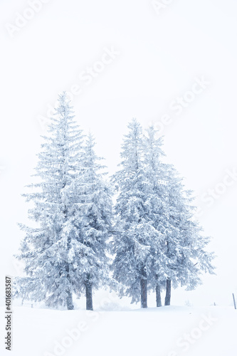 Sapins enneigés