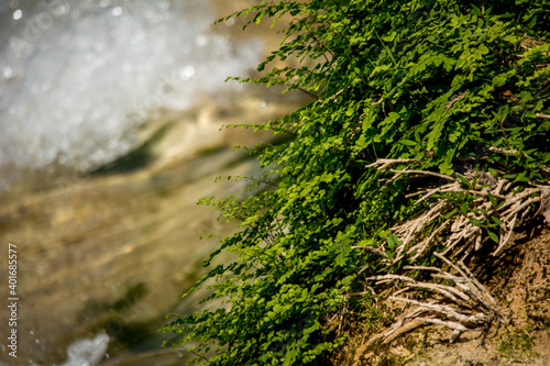 Close up de helechos Filicopsida creciendo en piedra en un rio con la corriente de agua blanca dulce de fondo desenfocado 