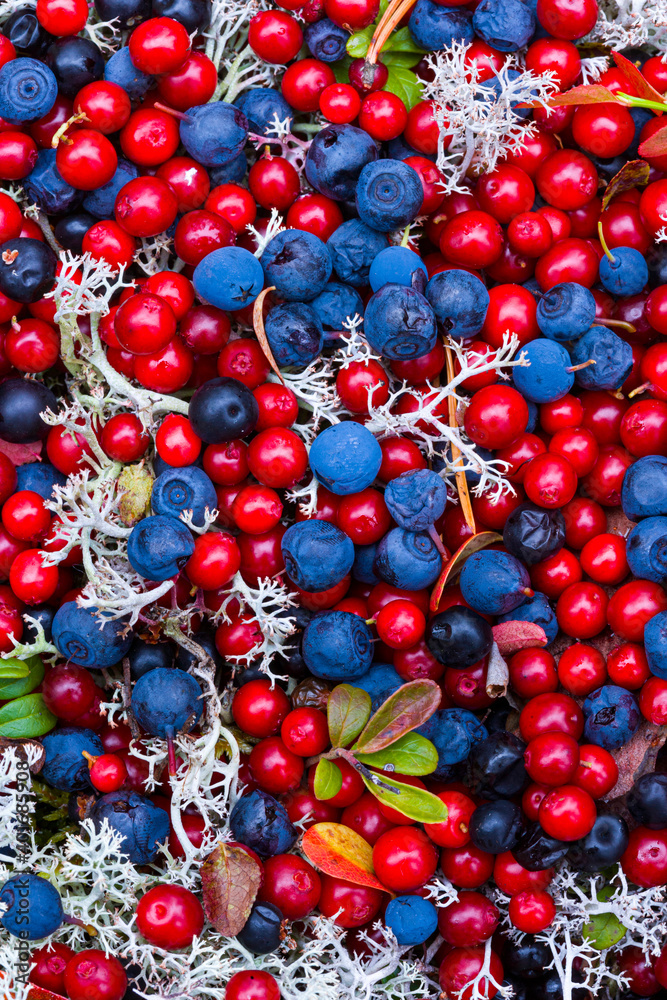 Finlandia. Frutos silvestres del bosque en la taiga finlandesa. Arandanos (bayas azules), Vaccinium vitis-idea (bayas rojas pequeñas). Empetrum nigrum (bayas pequeñas negras). Finlandia. Frutos silvestres del bosque en la taiga finlandesa. Arandanos (bayas azules), Vaccinium vitis-idea (bayas rojas pequeñas). Empetrum nigrum (bayas pequeñas negras).