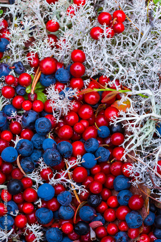 Autumn colors in the taiga and tundra of Finland, Europe