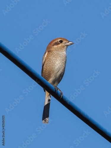 sparrow on a branch