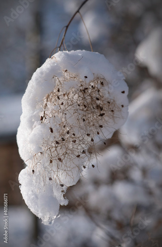 Fustet (Cotinus coggygria) covered with snow photo