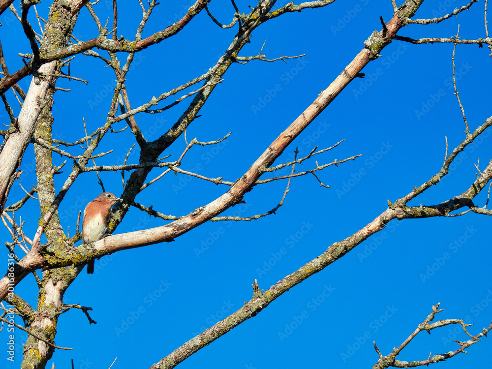 Bird in Fall Tree: An eastern bluebird perched on a branch of a bare tree on an autumn day with a bright blue sky in the background Bird in Fall Tree: An eastern bluebird perched on a branch of a bare tree on an autumn day with a bright blue sky in the background