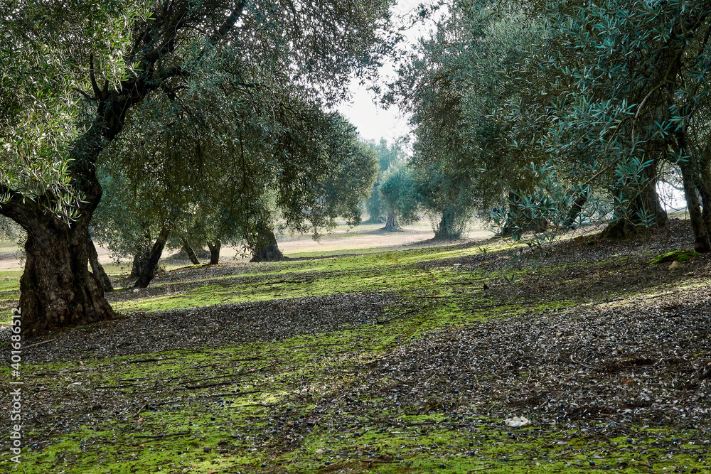 Path between two rows of olive trees in Andalucia Path between two rows of olive trees in Andalucia
