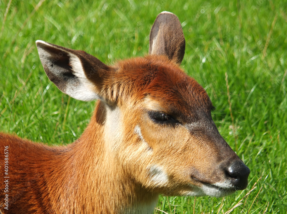 Fototapeta premium a full frame close up of the face of a baby banteng calf