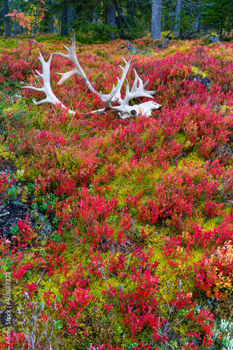 Reno en Otoño. Bosque de Taiga. Finlandia photo