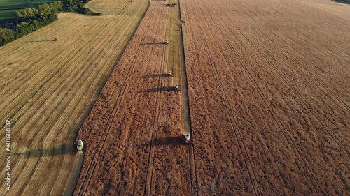 Five harvesting machines working in a rye field. Top view from the drone: combine harvesters threshing wheat at sunset. Agricultural machinery harvests in the field