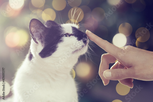 Cat nose boop in front of Christmas tree. Cute cat interacting with owner with pretty Christmas tree lights bokeh lights in the background.  photo