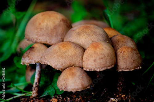 Wild mushrooms (with hat) clustered next to each other, found in the Atlantic Forest, Brazil.