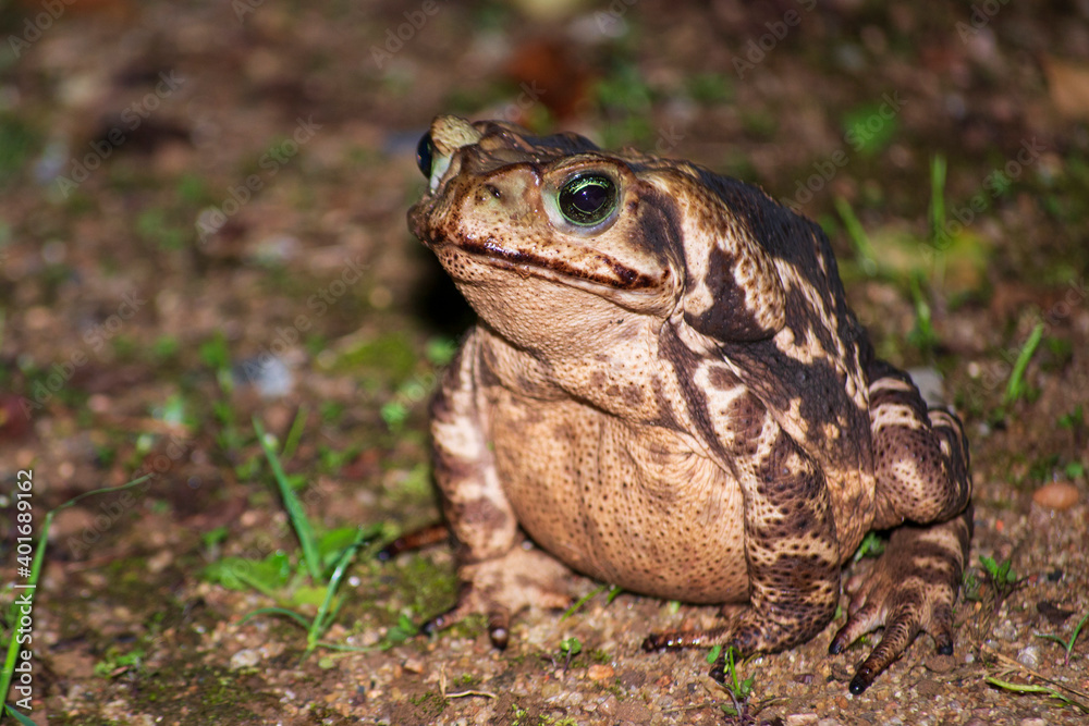 Rhinella marina, known as the Cane Toad, is a frog native to Central and South America. This one was photographed in São Paulo, Brazil. Rhinella marina, known as the Cane Toad, is a frog native to Central and South America. This one was photographed in São Paulo, Brazil.