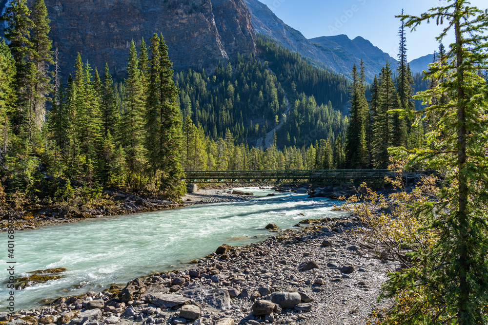 A footbridge over the Yoho River flows through the green pine trees forest in a sunny summer day morning. Iceline Trail, Yoho National Park, Canadian Rockies, British Columbia, Canada. A footbridge over the Yoho River flows through the green pine trees forest in a sunny summer day morning. Iceline Trail, Yoho National Park, Canadian Rockies, British Columbia, Canada.