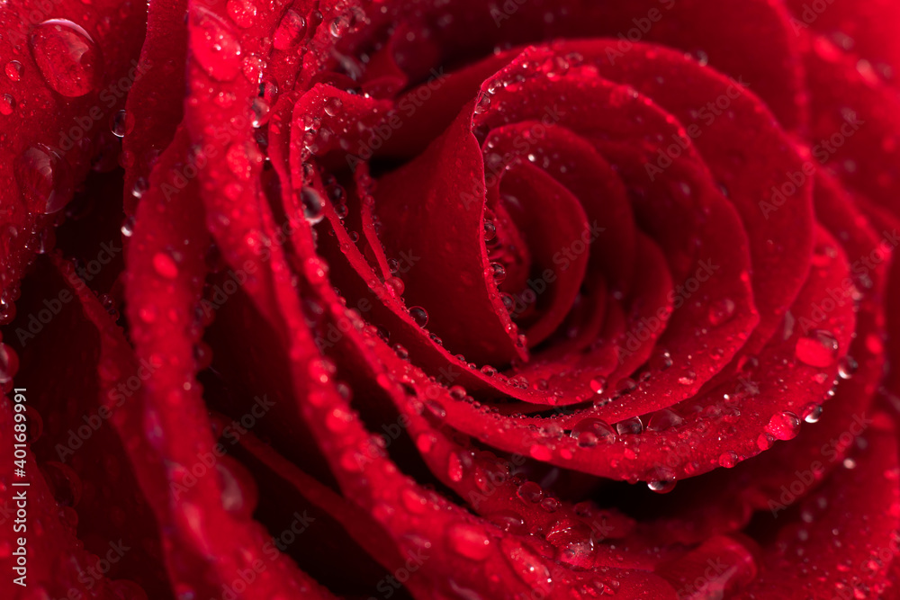 Red bud of a single rose with dew drops in daylight on a white background close-up, macro photography