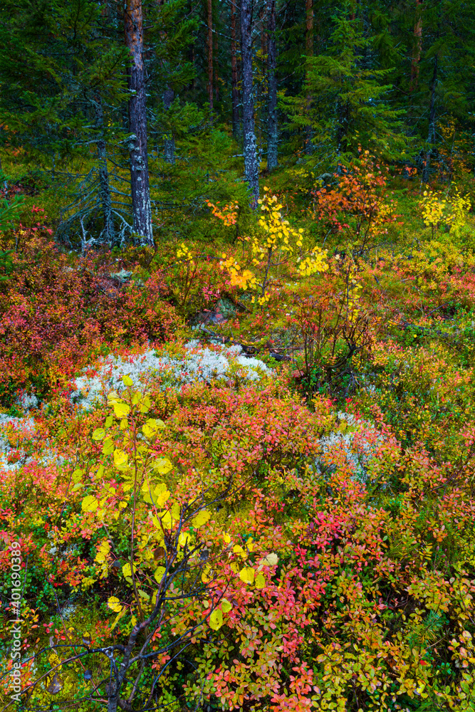 Obraz premium Autumn colors in the taiga and tundra of Finland, Europe
