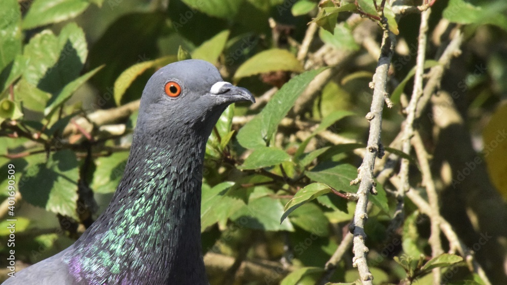 A pigeon inside a plant, It's scientific Name is : Columbidae A pigeon inside a plant, It's scientific Name is : Columbidae