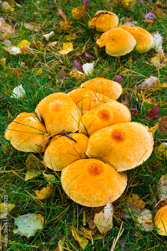 Phaeolepiota aurea. Setas en el bosque. Otoño. Taiga.Finlandia photo