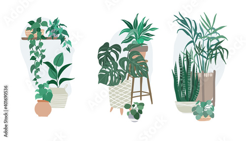Three groups with potted tropical home plants