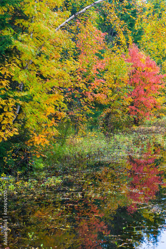 Autumn colors in the taiga and tundra of Finland, Europe