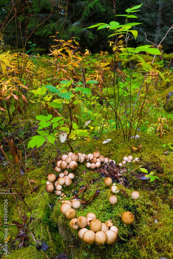 Finlandia. Vaala. Setas de otoño en el bosque. Lycoperdon pyriforme Finlandia. Vaala. Setas de otoño en el bosque. Lycoperdon pyriforme