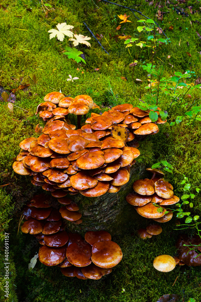 Setas en el bosque de taiga. Finlandia. Setas en el bosque de taiga. Finlandia.