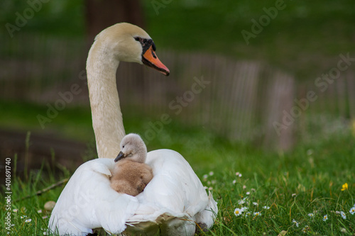 Fototapeta Naklejka Na Ścianę i Meble -  Swan and cygnet