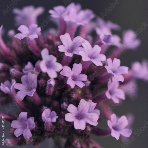 soft purple flower