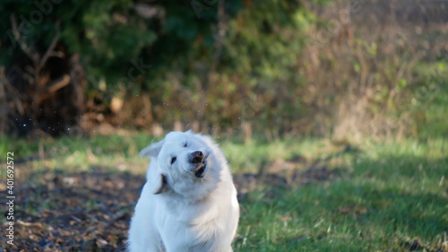 Weißer Schäferhund berger blanc suisse schüttelt heftig den Kopf, sodass Spucke fliegt