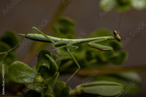 Small Mantid Nymph photo