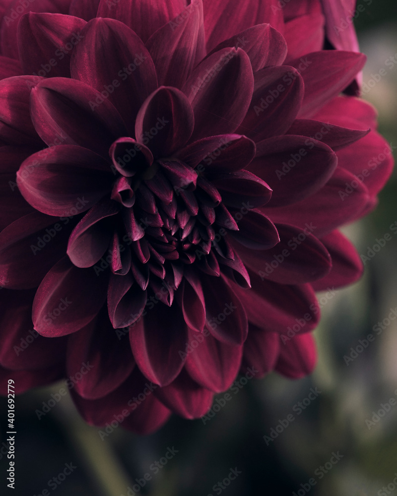 dark dahlia in evening light dark dahlia in evening light