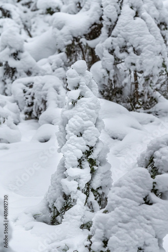 snow-covered winter spruce forest during the day © DANIL