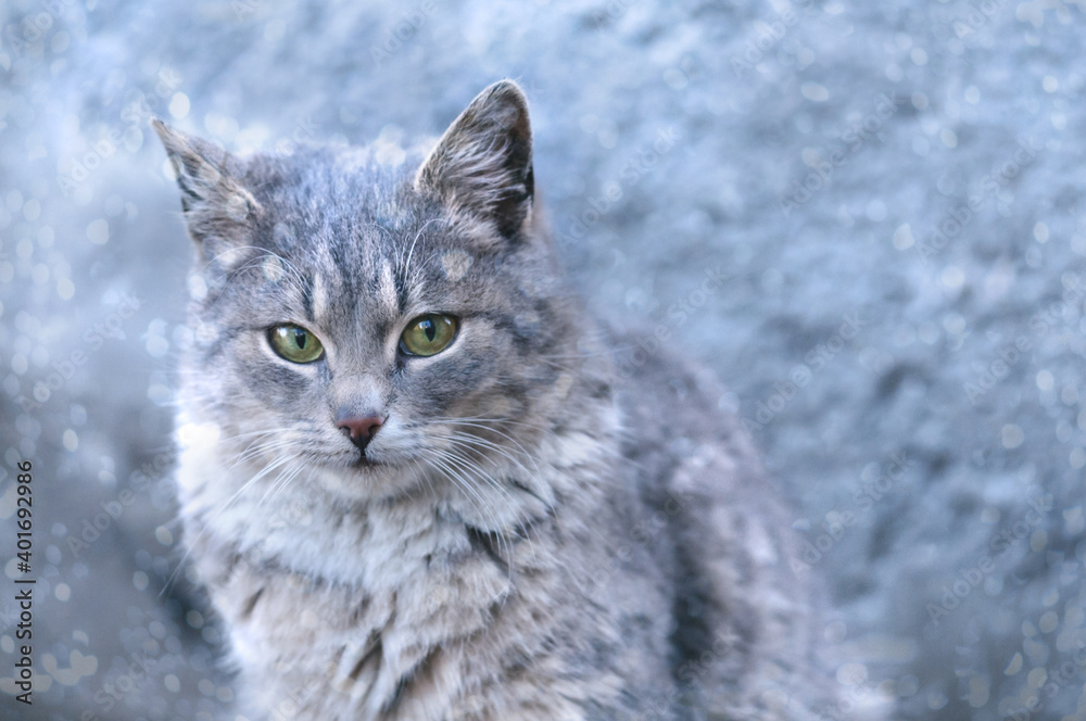 Winter portrait of a gray cat. Bokeh. Blizzard. Selective focus on eyes Winter portrait of a gray cat. Bokeh. Blizzard. Selective focus on eyes