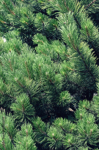 Green fir branches . fir tree background  closeup. Christmas background. Light shines through the pine branches.