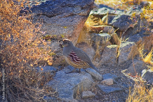 Gambel's Quail, Callipepla gambelii, running and foraging in a flock, convey or bevy, with male and female through the arid winter South Mountain Park and Preserve, Pima Canyon Trail, Phoenix, Souther photo