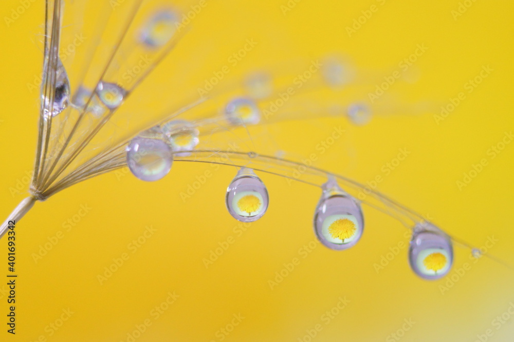 Obraz premium Background with dandelion seed and water drops