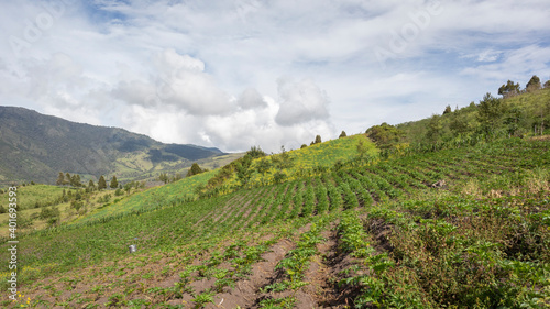 Landscape of an arracacha crop, with a background of mountains in the Colombian Andes. photo
