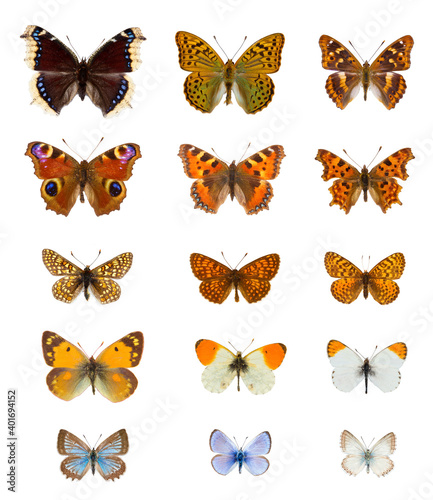 Collection of twenty  colourful european butterflies species in white background