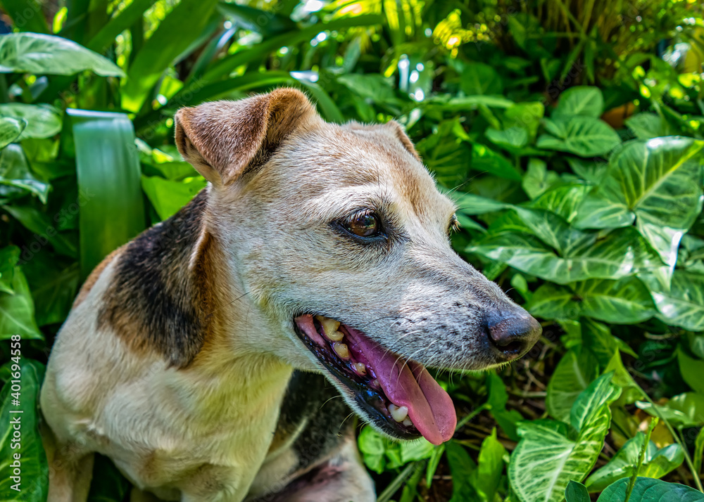 Old Brazilian Terrier dog, aka Fox Paulistinha, among foliage in the garden Old Brazilian Terrier dog, aka Fox Paulistinha, among foliage in the garden