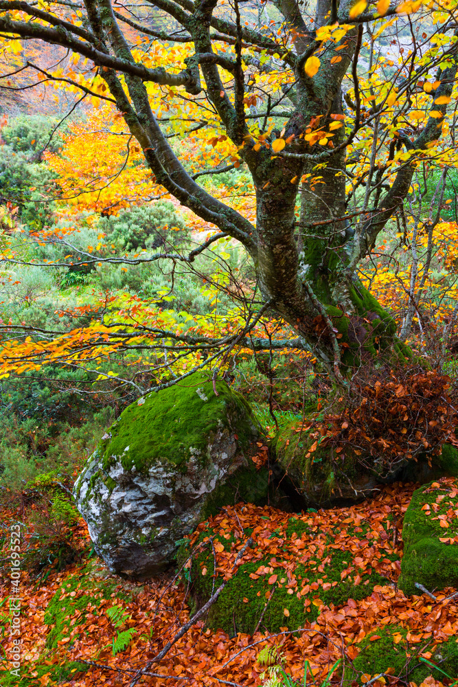 Landscapes and fall colors in the Taballon de Mongallu,  Redes Natural Park, in the Caso Council. Asturias, Spain, Europe