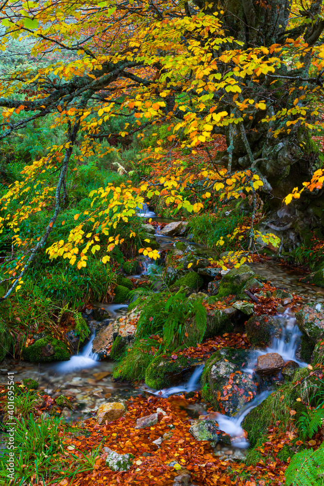 Landscapes and fall colors in the Taballon de Mongallu, Redes Natural Park, in the Caso Council. Asturias, Spain, Europe Landscapes and fall colors in the Taballon de Mongallu, Redes Natural Park, in the Caso Council. Asturias, Spain, Europe
