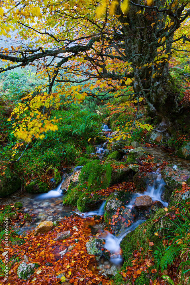 Landscapes and fall colors in the Taballon de Mongallu,  Redes Natural Park, in the Caso Council. Asturias, Spain, Europe