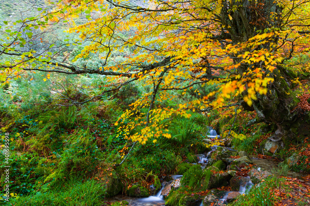 Landscapes and fall colors in the Taballon de Mongallu, Redes Natural Park, in the Caso Council. Asturias, Spain, Europe Landscapes and fall colors in the Taballon de Mongallu, Redes Natural Park, in the Caso Council. Asturias, Spain, Europe