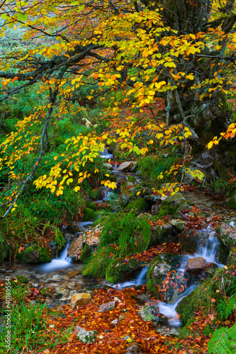 Landscapes and fall colors in the Taballon de Mongallu   Redes Natural Park  in the Caso Council. Asturias  Spain  Europe